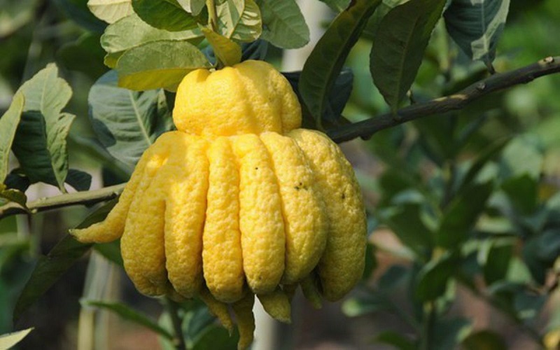 Quả phật thủ có hình dáng đặc trưng như bàn tay, thường được dùng trong thờ cúng và đời sống