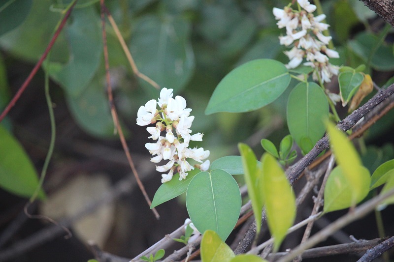Hoa dây cóc kèn có đặc điểm hình thái điển hình của loài họ đậu