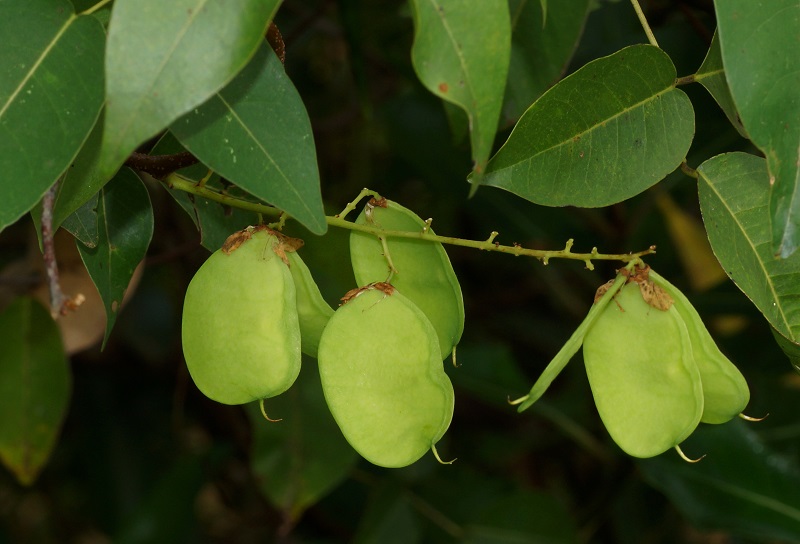 Dây cóc kèn là cây dây leo thường mọc ở vùng ẩm ven sông và rừng ngập mặn