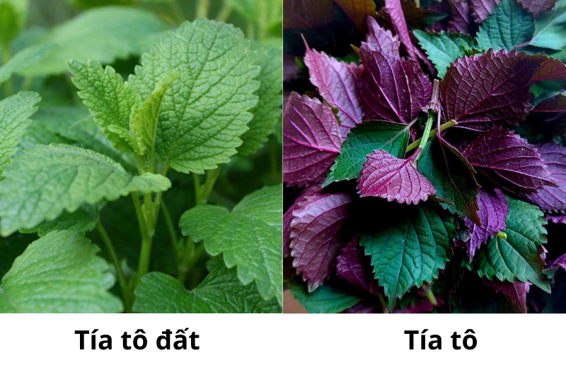 Phân biệt tía tô đất và tía tô thường qua hình dạng lá và kích thước cây.