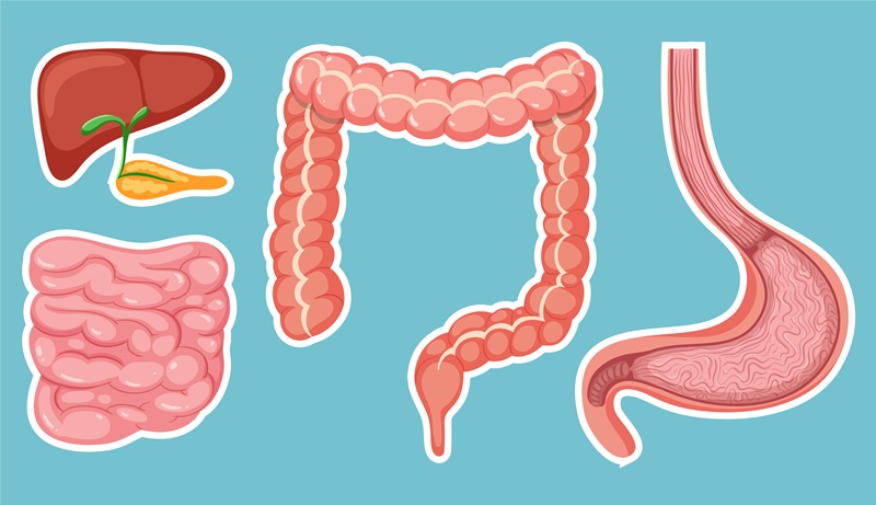 Collagen thủy phân có thể đem lại lợi ích cho hệ tiêu hóa