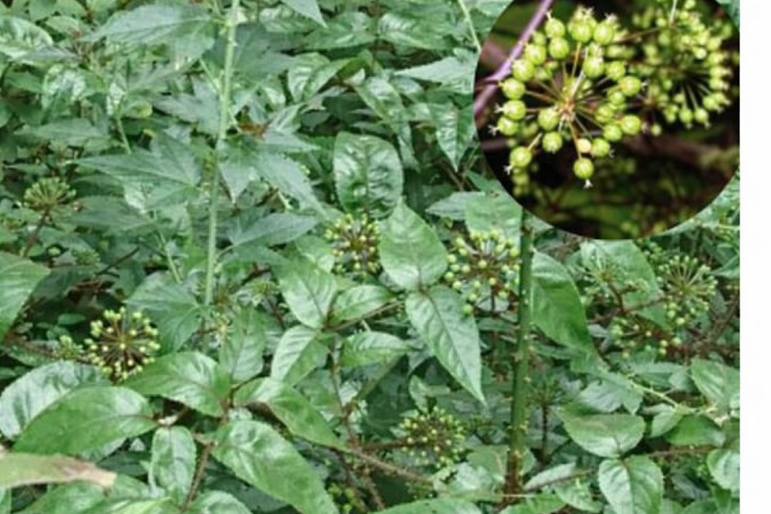 Hoa đơn châu chấu nhỏ, màu lục nhạt hoặc vàng nhạt, mọc thành chùm tán kép ở đầu cành