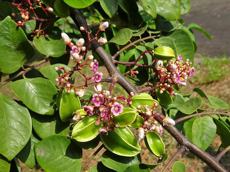 Khế là loài cây dễ trồng nên có mặt ở nhiều địa phương của nước ta