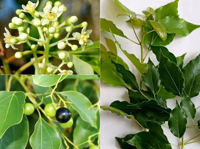 Camphor tự nhiên được chiết xuất từ cây long não (Cinnamomum camphora), từng được sử dụng phổ biến trong y học cổ truyền.