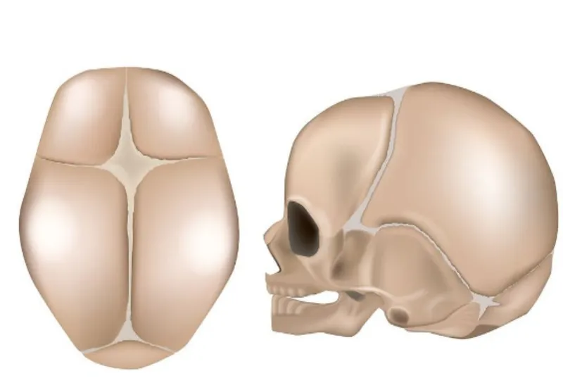 Cấu trúc hộp sọ gồm nhiều xương liên kết bằng các khớp sọ