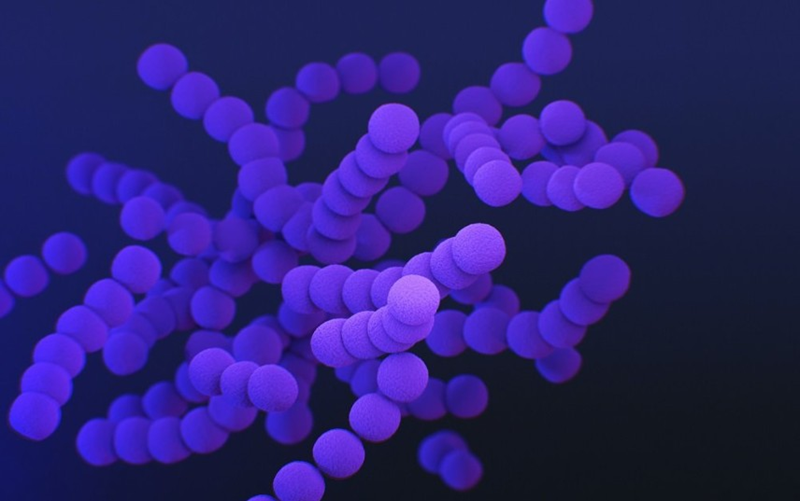 Hình ảnh vi khuẩn Streptococcus agalactiae dưới kính hiển vi. Ảnh minh họa