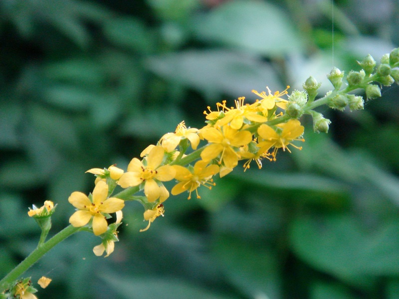 Hoa long nha thảo nhỏ, màu vàng nhạt, mọc thành chùm dài ở ngọn – đặc điểm giúp nhận diện cây ngoài tự nhiên.