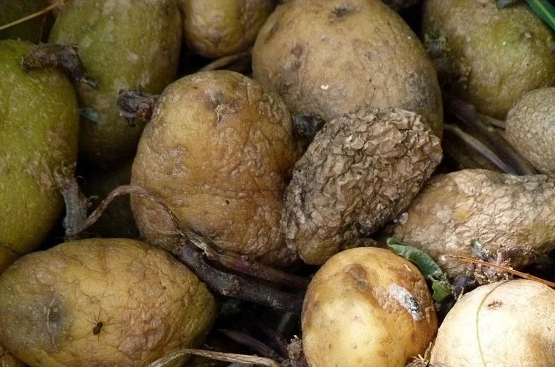 Khoai tây mềm nhũn, có mùi hôi hoặc xuất hiện mốc là dấu hiệu hư hỏng, không nên ăn.