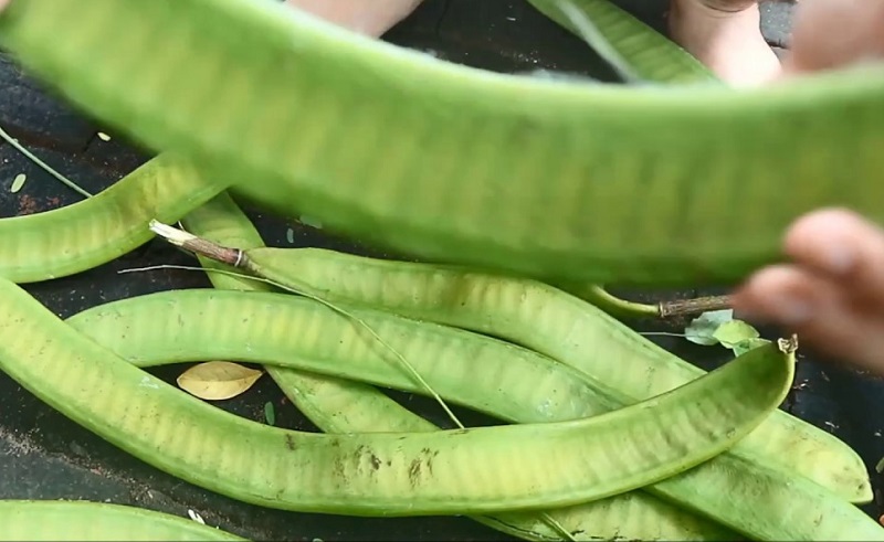 Quả phượng vĩ không có phần thịt quả mọng như nhiều loại trái cây ăn được.