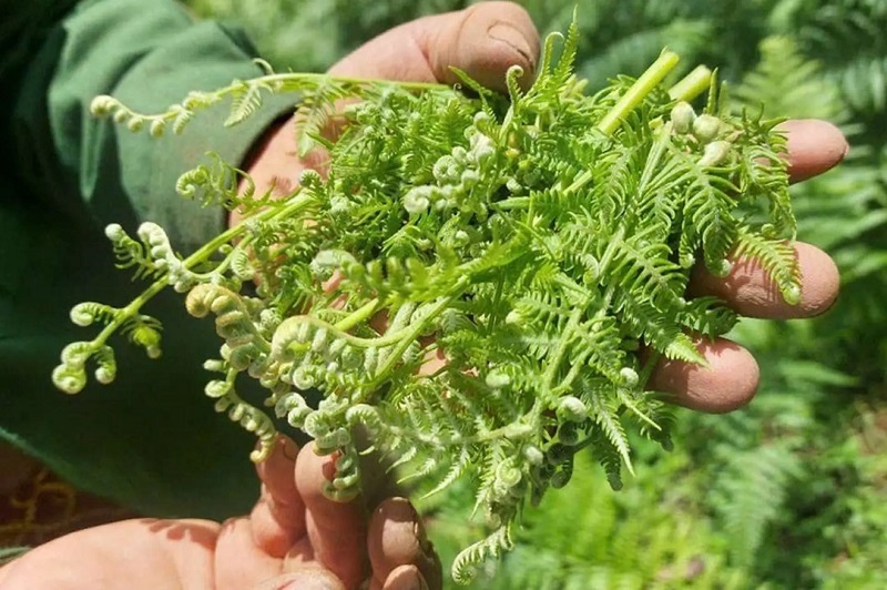 Phần đọt non của một số loài dương xỉ nhất định được người dân sử dụng làm thực phẩm.