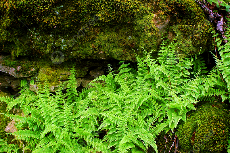 Nhiều loài dương xỉ dại có hình dạng tương tự rau ăn được nhưng chứa độc tố, dễ gây nhầm lẫn.