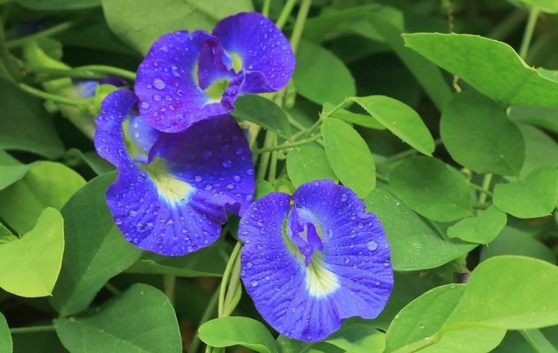 Hoa đậu biếc là bộ phận được sử dụng phổ biến nhất, thường dùng pha trà hoặc tạo màu tự nhiên cho thực phẩm khi dùng đúng cách.