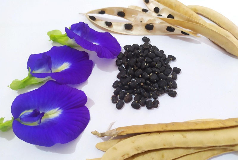 Cây đậu biếc (Clitoria ternatea) là loài cây thân leo phổ biến tại Việt Nam, thường được trồng làm cảnh hoặc sử dụng trong y học dân gian.