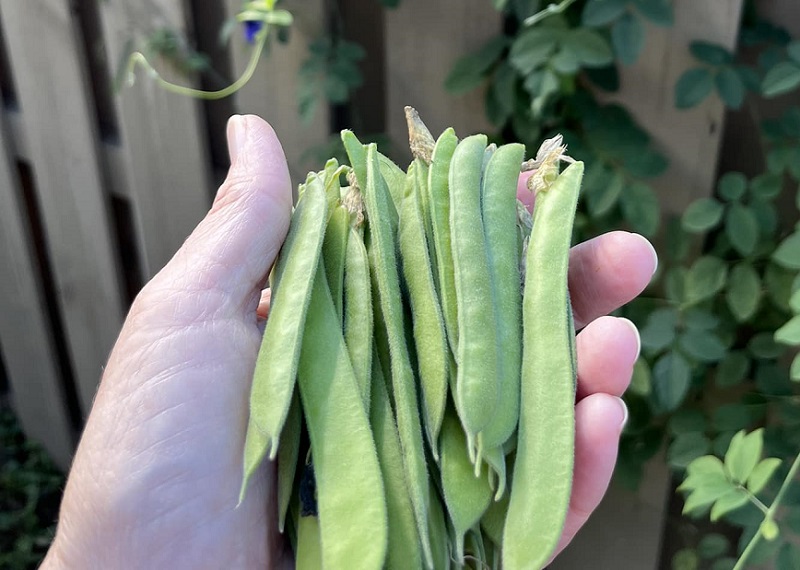 Quả đậu biếc có hình dạng giống các loại đậu khác nhưng không phải là nguyên liệu thực phẩm phổ biến trong đời sống.