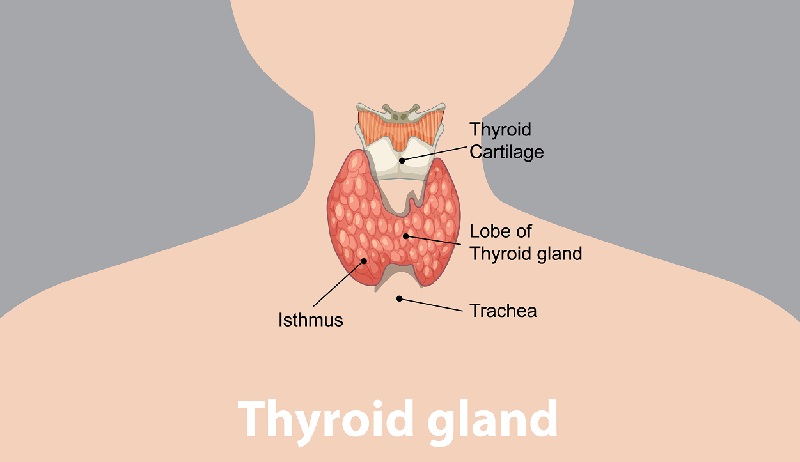 Tuyến giáp là tuyến nội tiết nằm ở phía trước cổ, có vai trò sản xuất hormone điều hòa chuyển hóa của cơ thể.