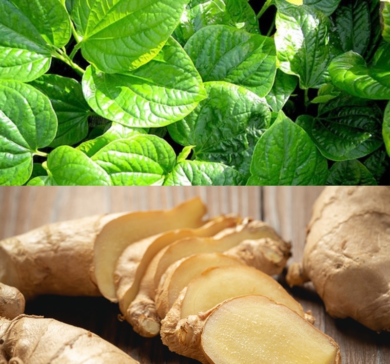 Ngâm chân bằng nước lá lốt gừng và muối là bài thuốc được nhiều người áp dụng