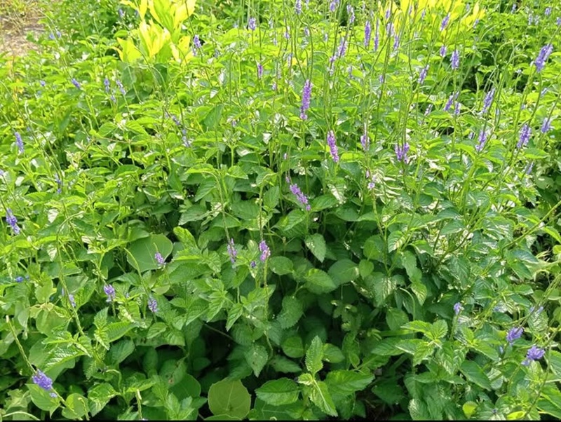 Cây đuôi chuột hoa tím