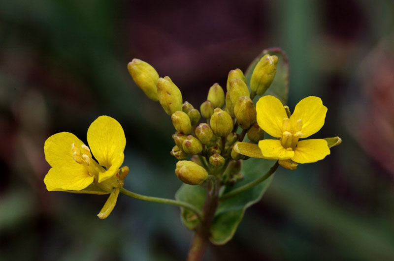 Tinh dầu hoa anh thảo là loại dầu được lấy từ hạt cây anh thảo