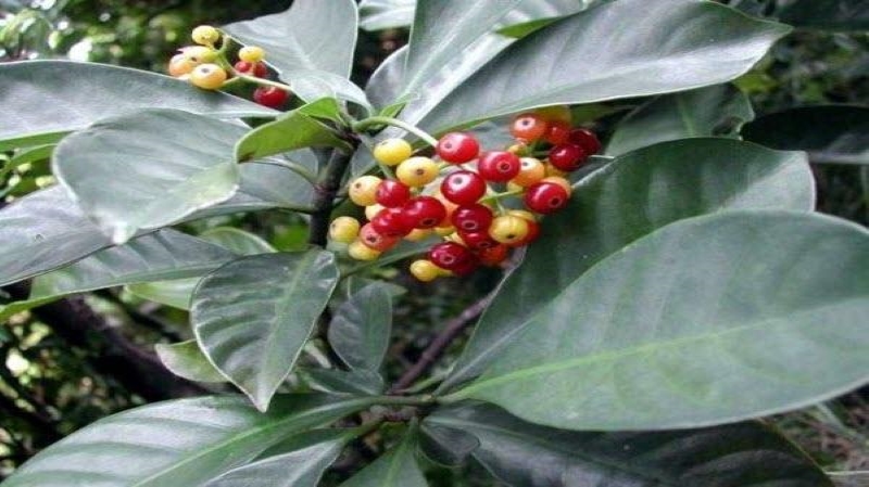 Lá lấu mang lại nhiều tác dụng đối với sức khỏe 