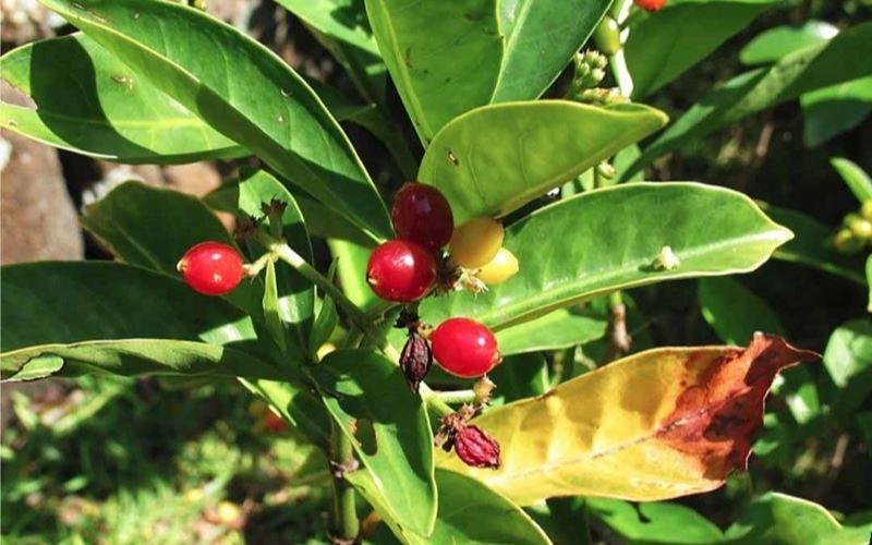 Cây lá lấu là loại cây khá phổ biến ở Việt Nam 