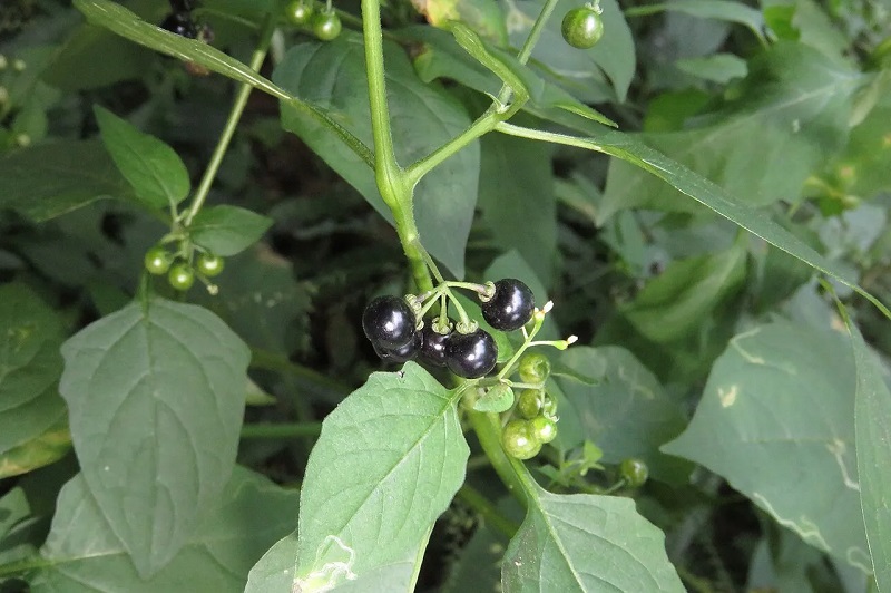 Quả của cây lu lu đực khi chín thường chuyển sang màu tím đen