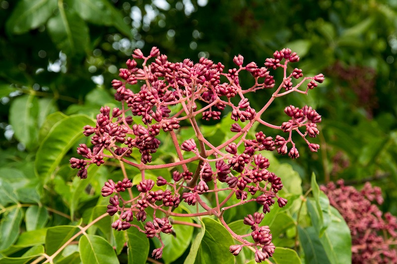 Cây ngô thù du (Evodia rutaecarpa) trong tự nhiên với đặc điểm lá kép và quả nhỏ đặc trưng