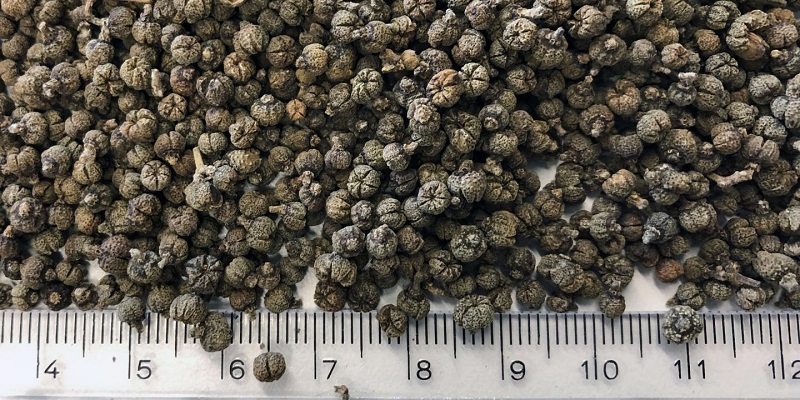 Dược liệu ngô thù du sau khi phơi khô, có màu nâu và mùi thơm hắc