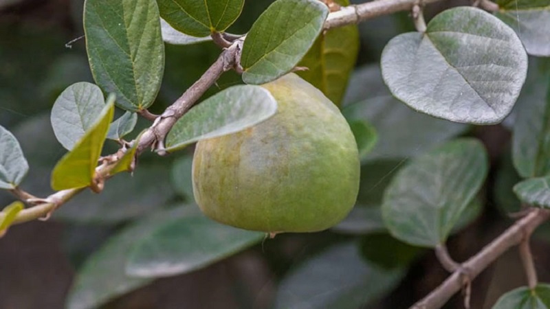 Lá cây trâu cổ được sử dụng trong một số bài thuốc dân gian ngoài da