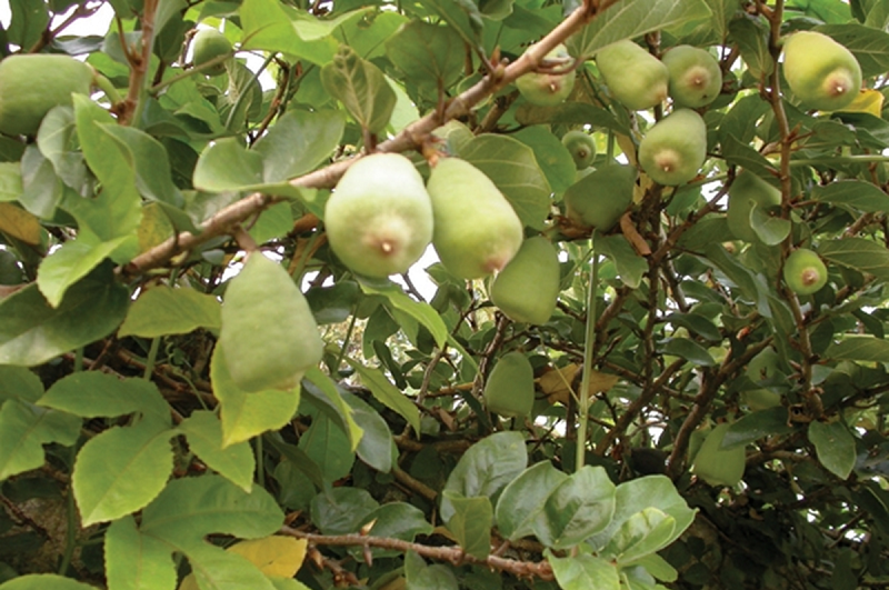 Cây trâu cổ (mác púp) mọc hoang phổ biến ở vùng nông thôn Việt Nam