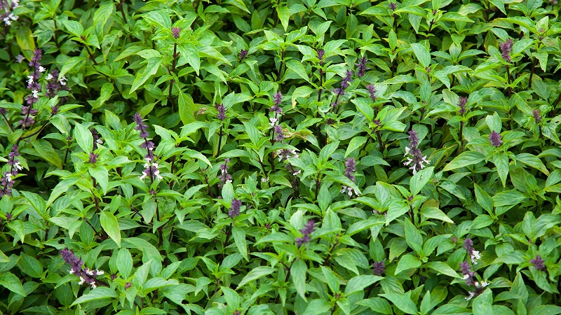 Uống nước rau húng quế có tác dụng gì là thắc mắc của nhiều người