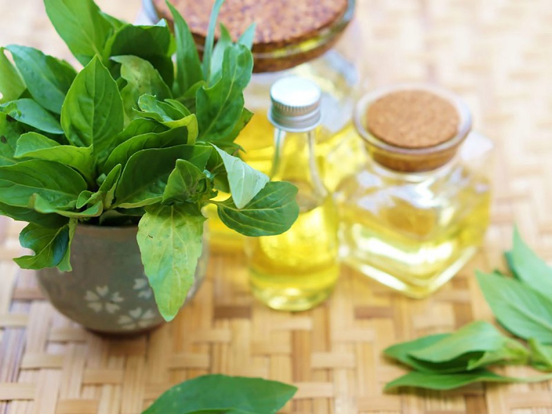 Tinh dầu trong rau húng quế chứa nhiều hoạt chất sinh học có lợi cho sức khỏe.