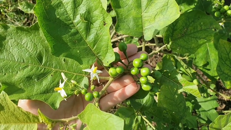 Cây cà dại hoa trắng mọc hoang với quả nhỏ mọc thành chùm