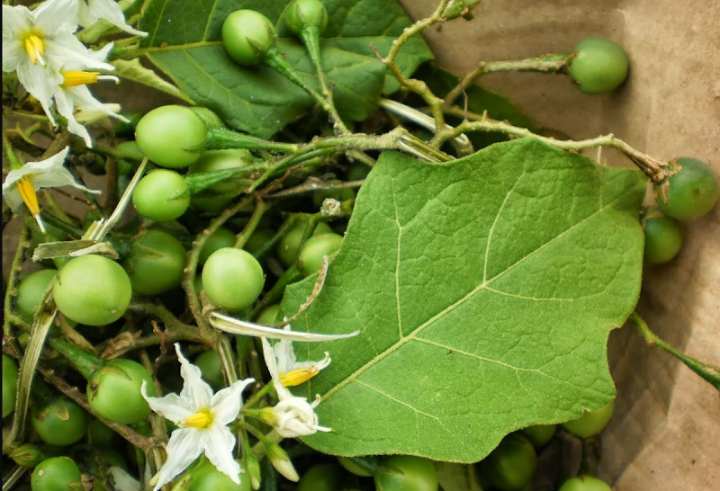 Quả cà dại hoa trắng có ăn được không là câu hỏi nhiều người đặt ra