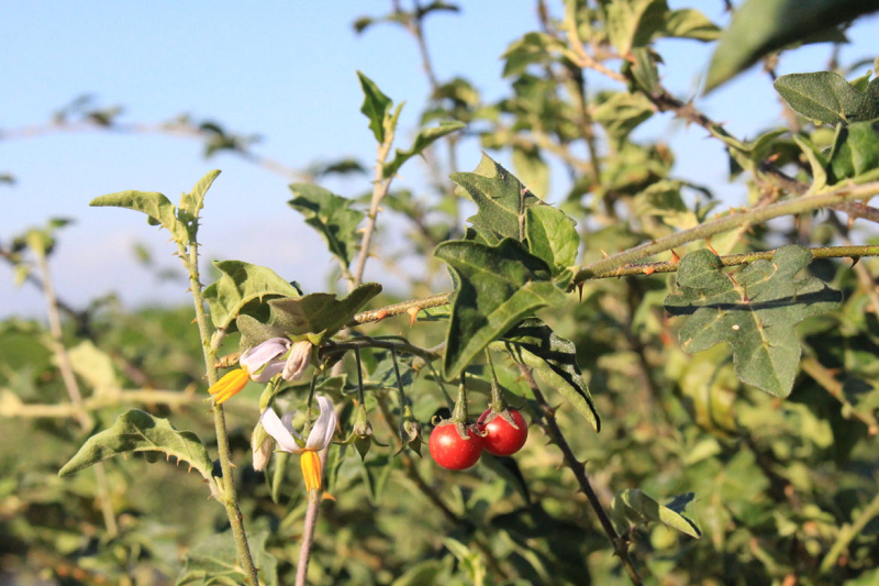 Các chuyên gia cảnh báo không nên ăn cà dại mọc hoang khi chưa xác định rõ loại