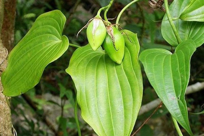 Cây bách bộ là loại dây leo thân thảo