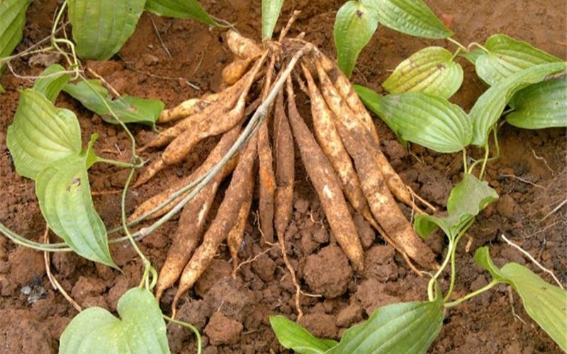 Rễ bách bộ tươi giã đắp hoặc sắc nước đặc tắm gội giúp trị chấy rận, ghẻ ngứa