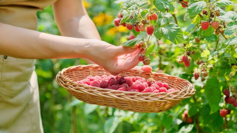 Trà lá mâm xôi cần được thu hái tuyển chọn kĩ để đảm bảo chất lượng