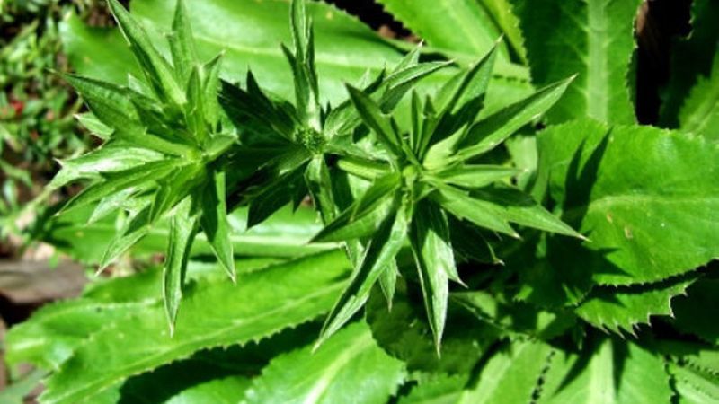 Hình dáng cây răng cưa