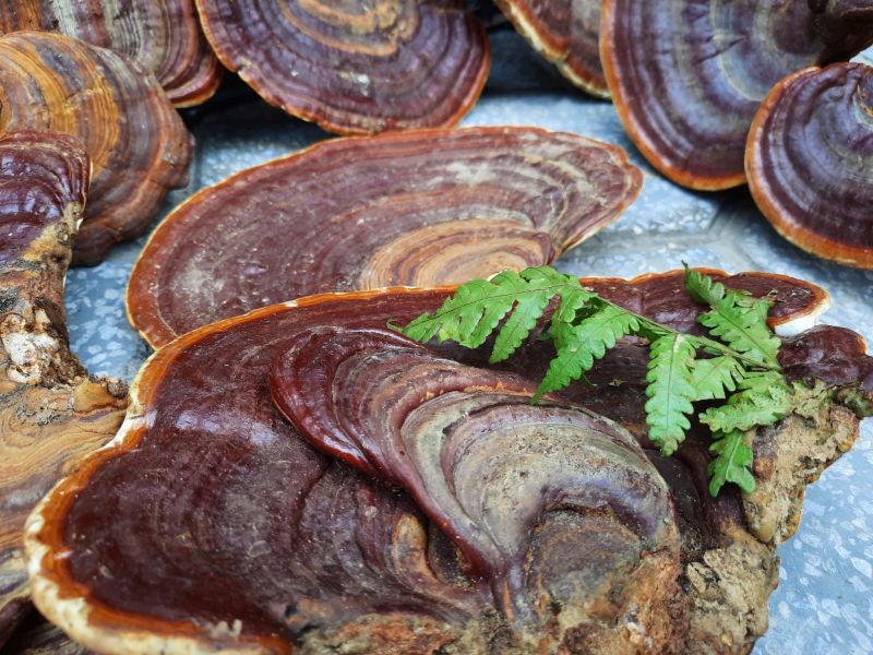 Nấm linh chi rừng có độ dày, cong vẹo hình thế cây gỗ