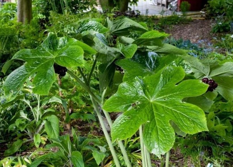 Cây bát giác liên