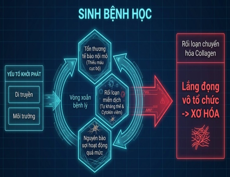 Cơ chế sinh bệnh học của bệnh lý xơ cứng bì hệ thống 