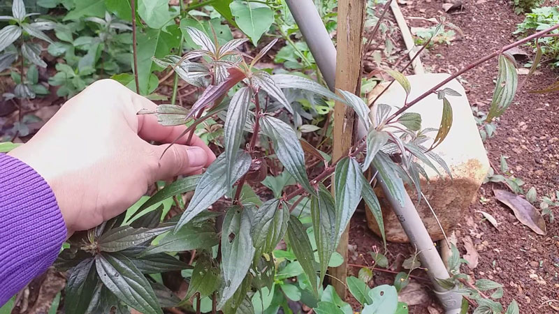 Hình ảnh cây thuốc dòi tím phát triển ngoài môi trường tự nhiên