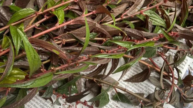 Trong cây thuốc dòi có chứa chất chống viêm giúp giảm viêm và giảm đau