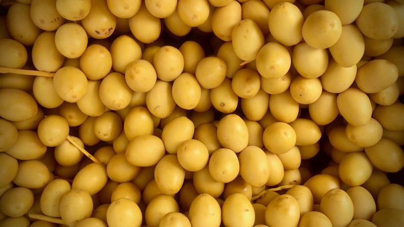 Quả chà là có ăn được vỏ không là thắc mắc của nhiều người