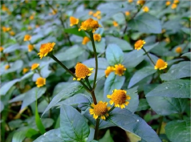 Cây cúc áo hoa vàng mọc tự nhiên với hoa hình nón đặc trưng màu vàng