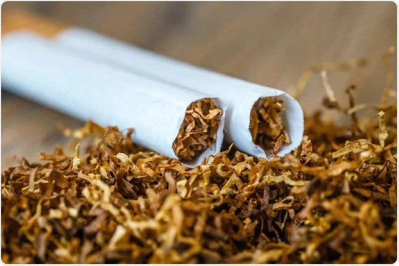 Nicotine có trong lá của cây thuốc lá