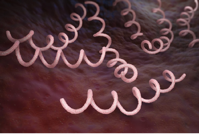 Xoắn khuẩn Treponema pallidum là tác nhân gây ra bệnh giang mai. Ảnh minh họa 