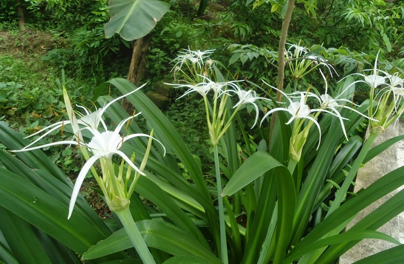 Cây đại tướng quân (Crinum latifolium) – dược liệu quen thuộc trong y học cổ truyền