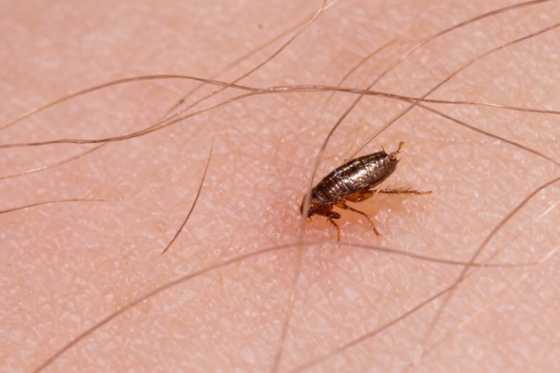 Hình ảnh con bọ chó (bọ chét)