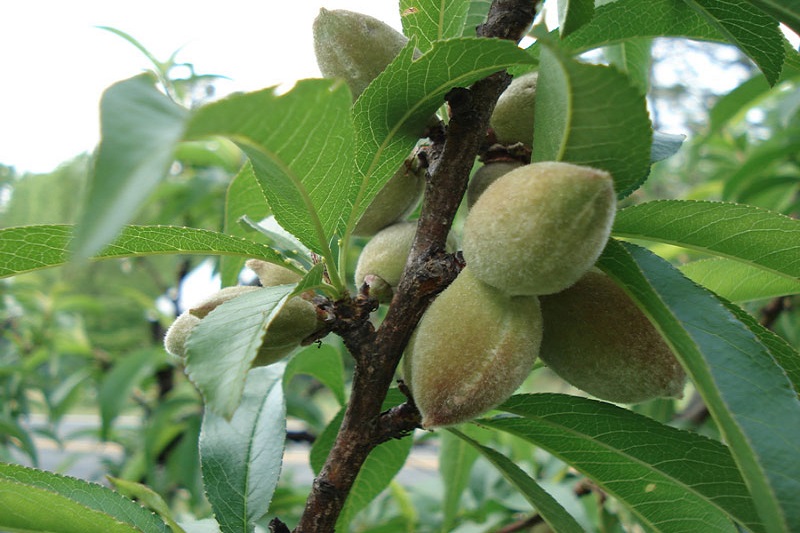 Theo kinh nghiệm của nhiều người, tắm nước lá đào được cho là có thể giảm ngứa da